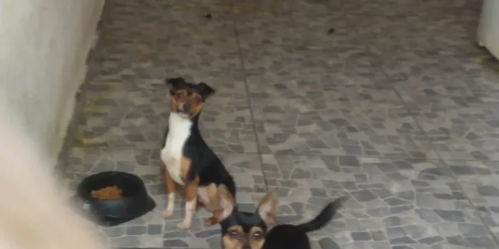 Cachorro ra a Pinscher idade 1 ano nome Spike e Lucky