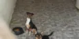 Spike e Lucky