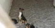 Spike e Lucky