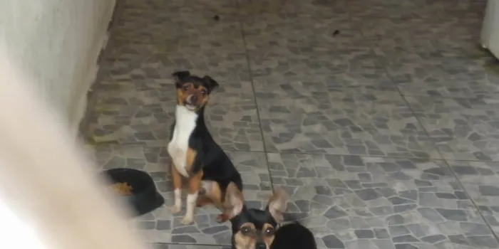 Cachorro ra a Pinscher idade 1 ano nome Spike e Lucky