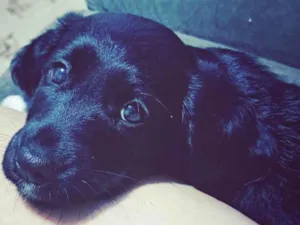 Cachorro raça Labrador idade 2 a 6 meses nome Maya 