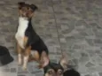 Spike e Lucky