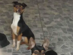 Cachorro raça Pinscher idade 1 ano nome Spike e Lucky