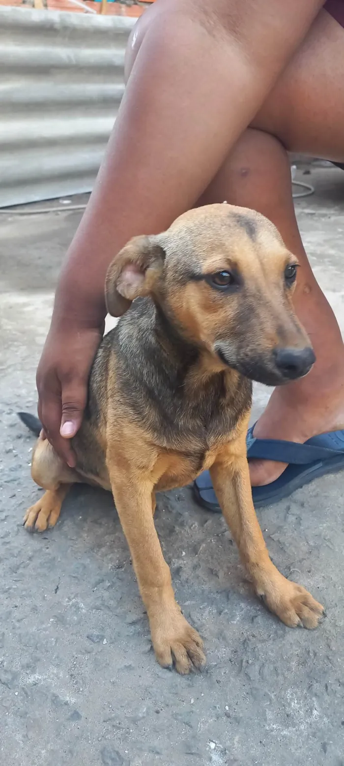 Cachorro ra a SRD-ViraLata idade 7 a 11 meses nome Madruguinha