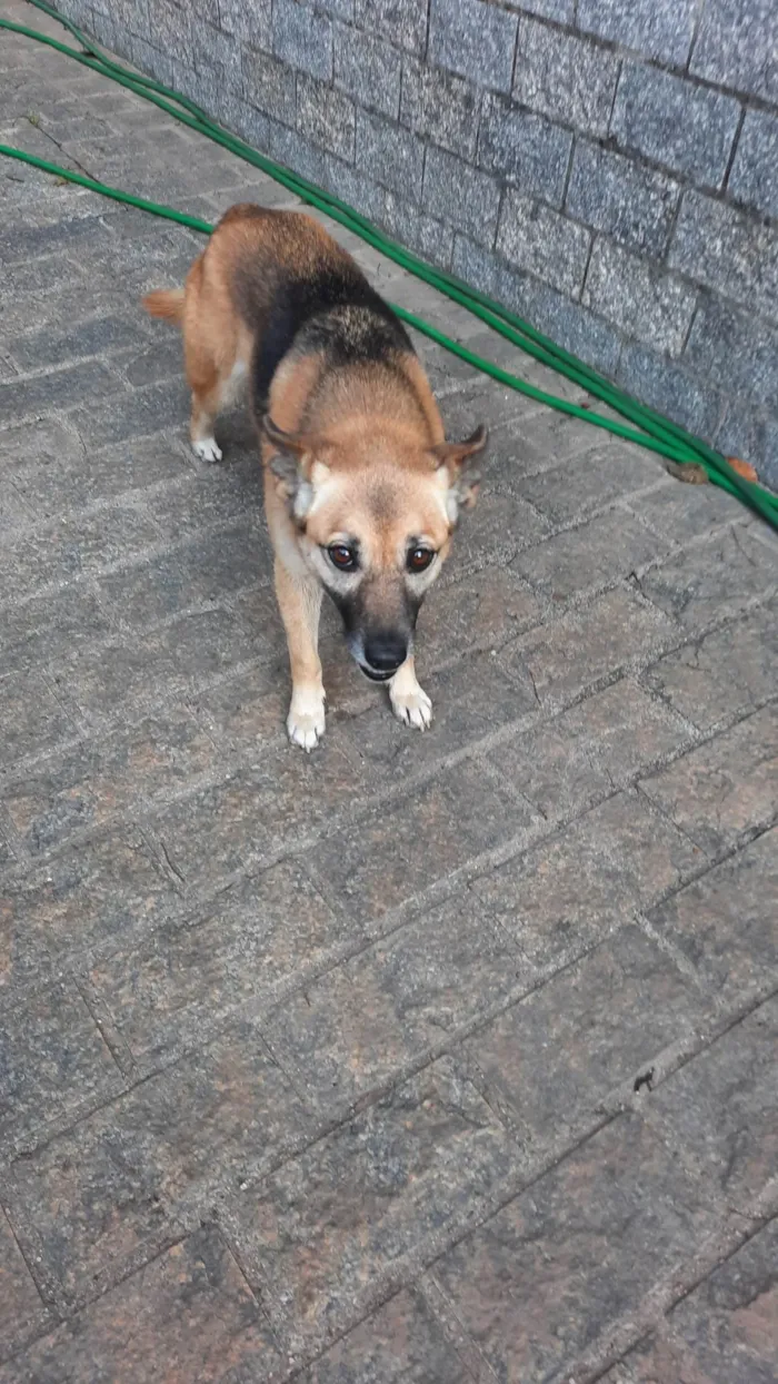 Cachorro ra a SRD-ViraLata idade 5 anos nome Atena