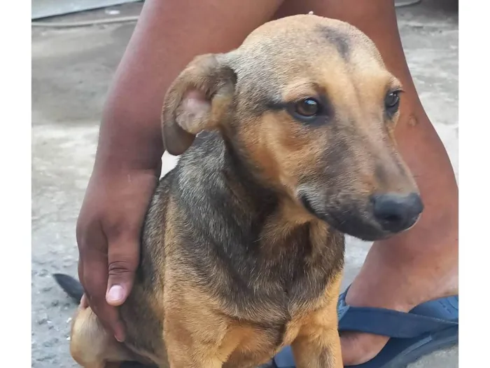 Cachorro ra a SRD-ViraLata idade 7 a 11 meses nome Madruguinha