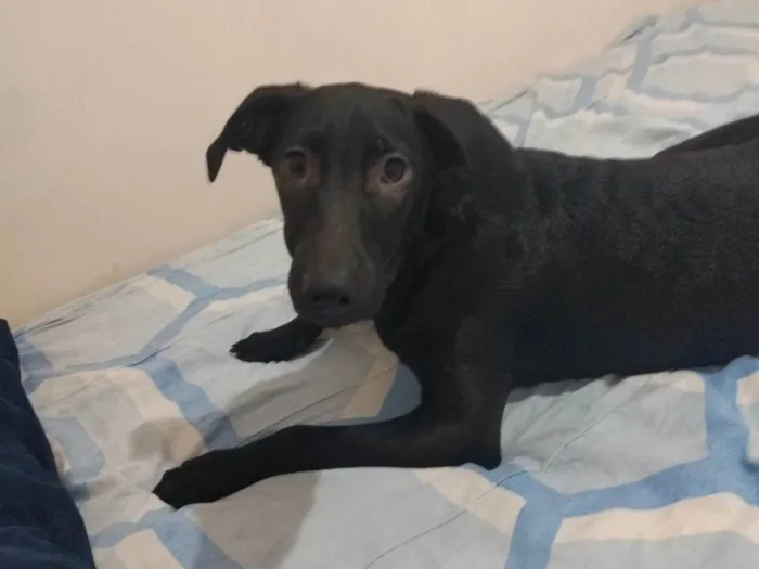 Cachorro ra a SRD-ViraLata idade 2 a 6 meses nome Princesa 