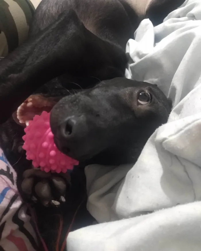 Cachorro ra a SRD-ViraLata idade 2 a 6 meses nome Princesa 