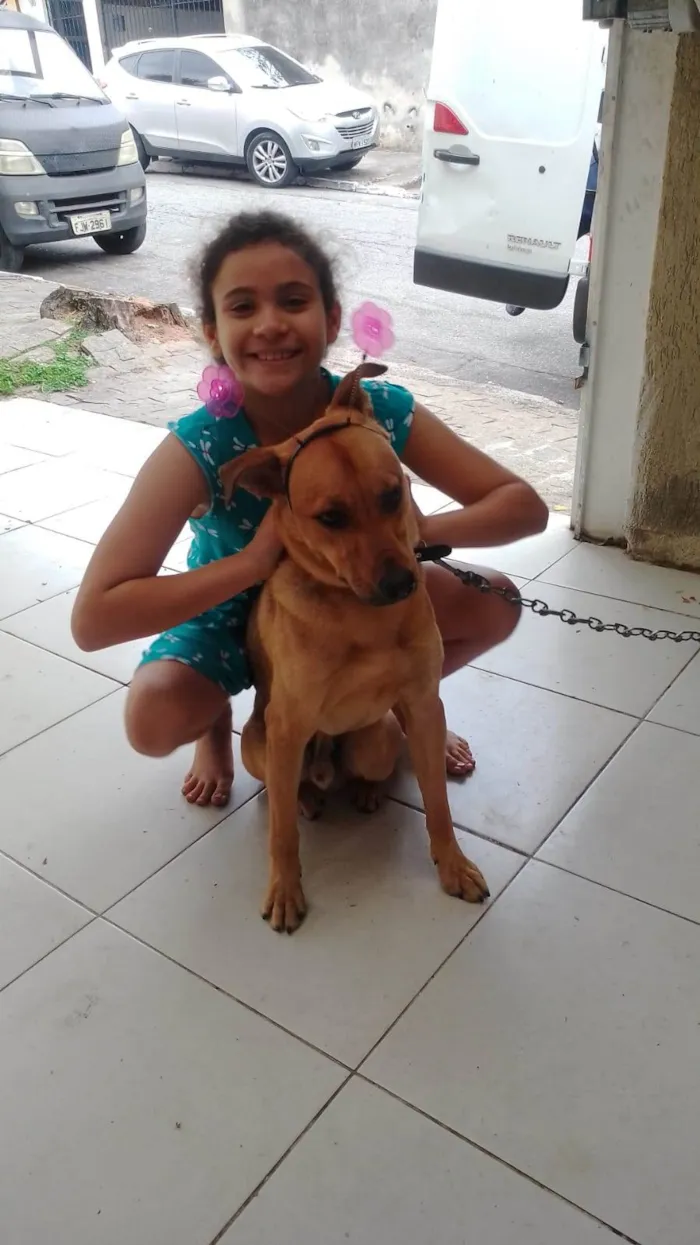 Cachorro ra a SRD-ViraLata idade 7 a 11 meses nome THOR