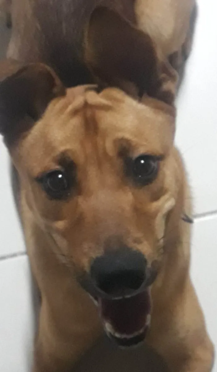 Cachorro ra a SRD-ViraLata idade 7 a 11 meses nome THOR