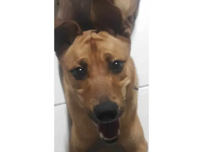 Cachorro ra a SRD-ViraLata idade 7 a 11 meses nome THOR