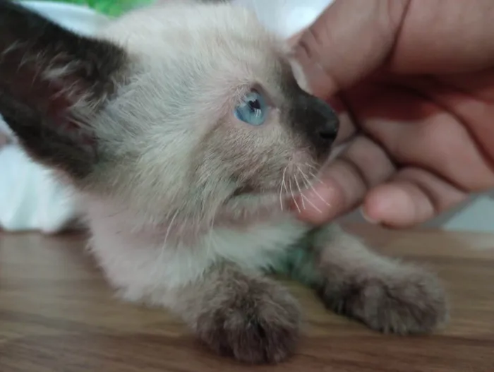 Gato ra a Siamês idade Abaixo de 2 meses nome Sem nome