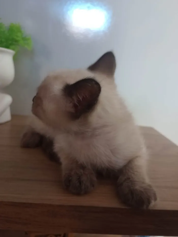 Gato ra a Siamês idade Abaixo de 2 meses nome Sem nome