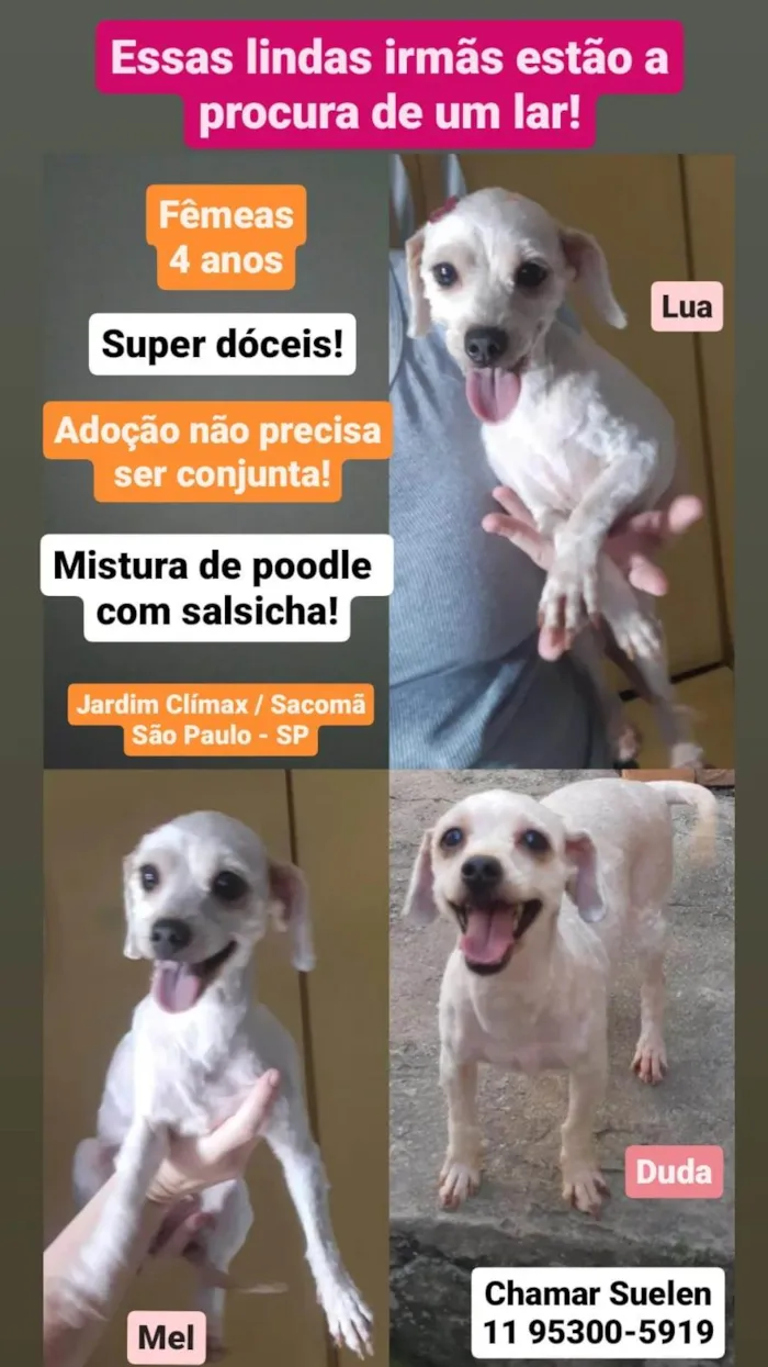 Cachorro ra a SRD idade 4 anos nome Lua / Mel / Duda 