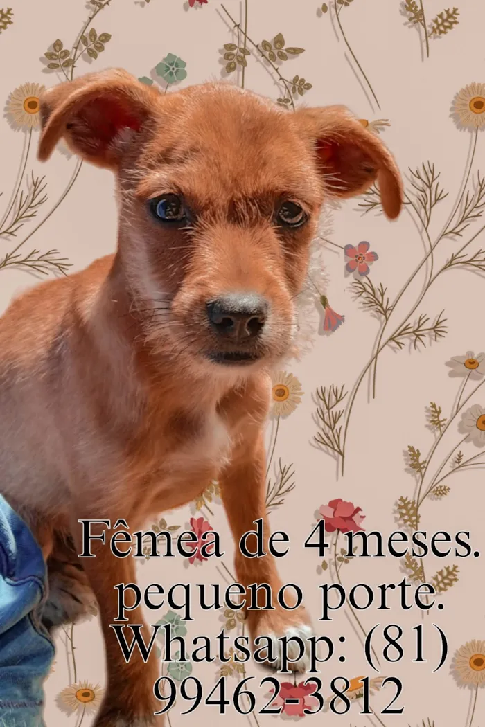 Cachorro ra a  idade 2 a 6 meses nome Ainda n tem nome