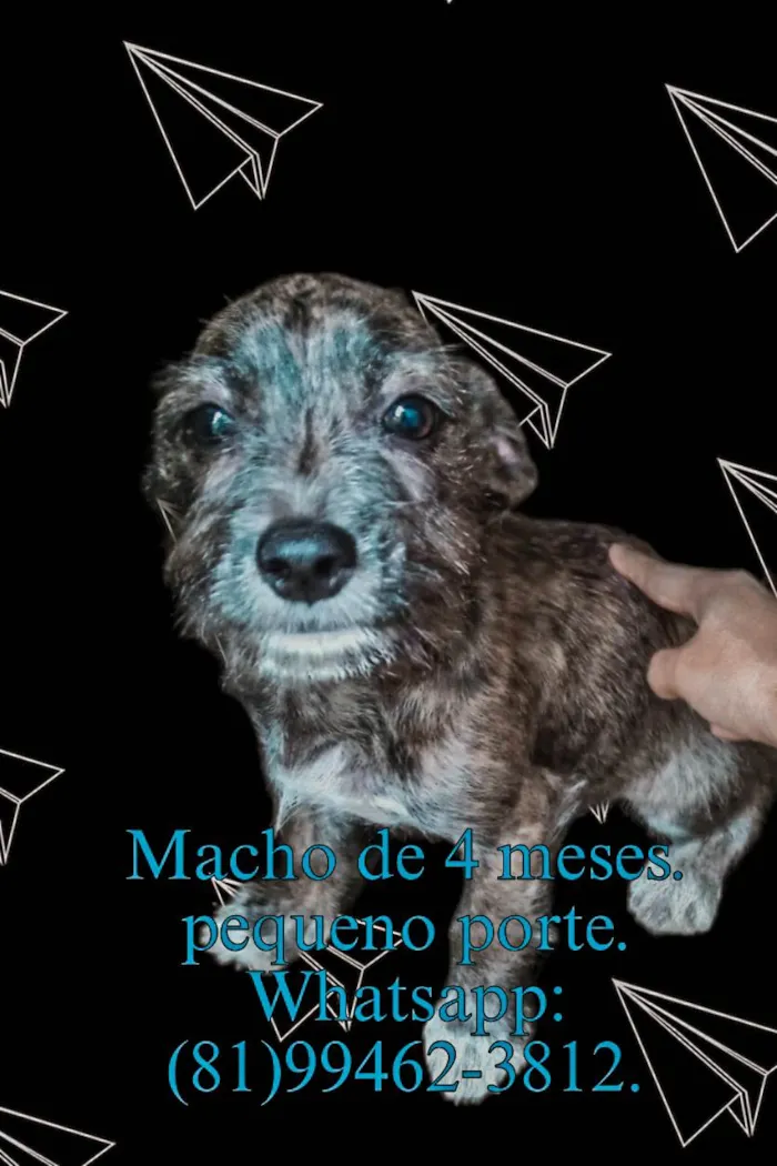 Cachorro ra a  idade 2 a 6 meses nome Ainda n tem nome