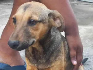 Cachorro raça SRD-ViraLata idade 7 a 11 meses nome Madruguinha