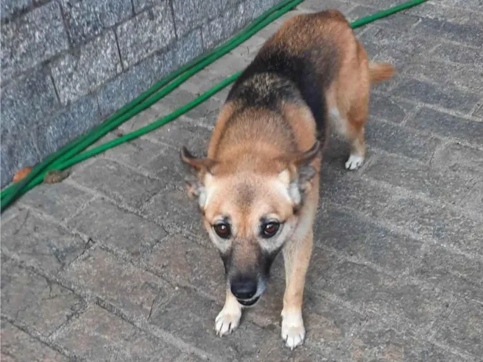 Cachorro ra a SRD-ViraLata idade 5 anos nome Atena