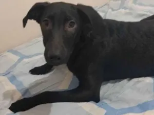 Cachorro raça SRD-ViraLata idade 2 a 6 meses nome Princesa 