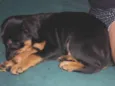 Mel