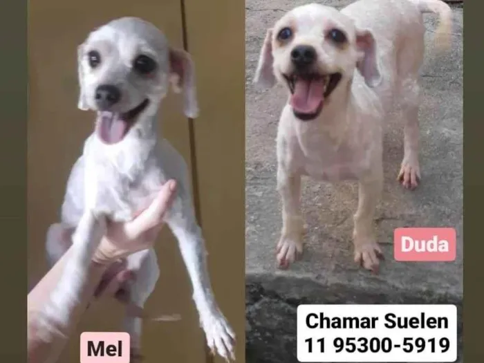 Cachorro ra a SRD idade 4 anos nome Lua / Mel / Duda 