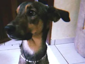 Cachorro raça SRD-ViraLata idade 2 anos nome Marley