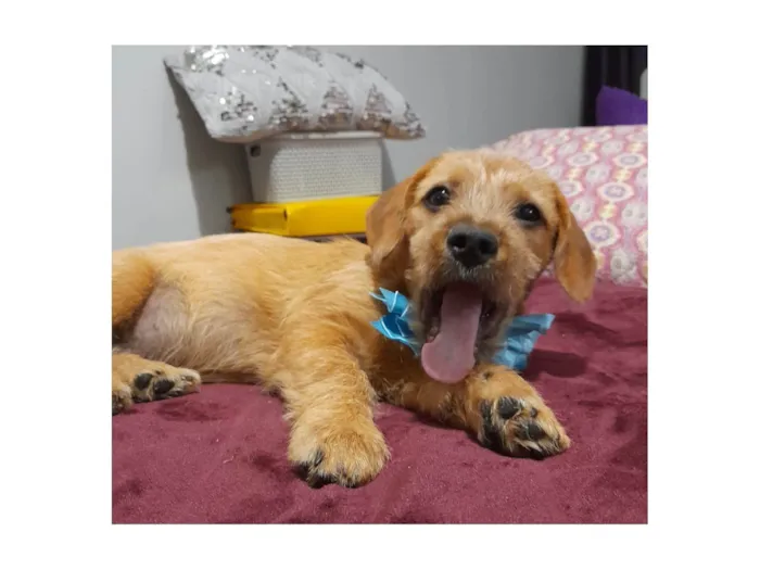 Cachorro ra a Mestico de basdet idade 2 a 6 meses nome Noah