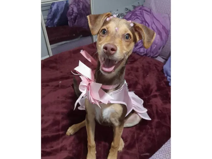 Cachorro ra a SRD-ViraLata idade 2 a 6 meses nome Flora
