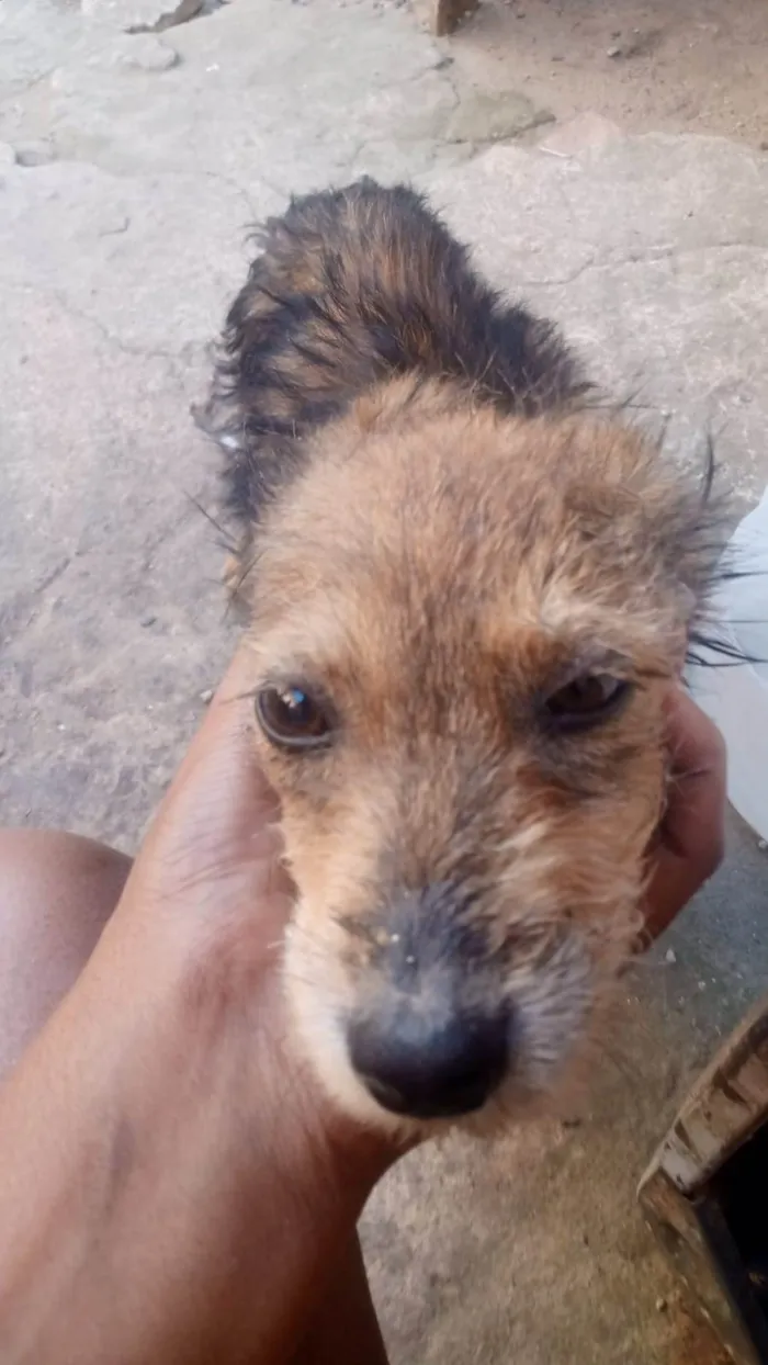 Cachorro ra a Nao endentifico  idade 2 a 6 meses nome Sem nome