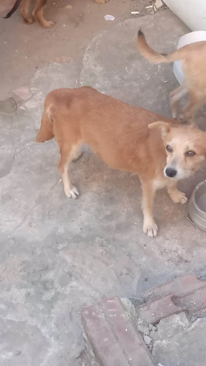 Cachorro ra a Nao endentifico  idade 2 a 6 meses nome Sem nome