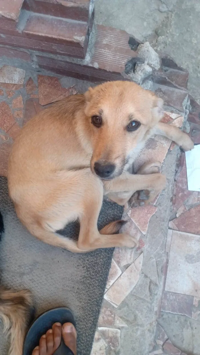 Cachorro ra a Nao endentifico  idade 2 a 6 meses nome Sem nome