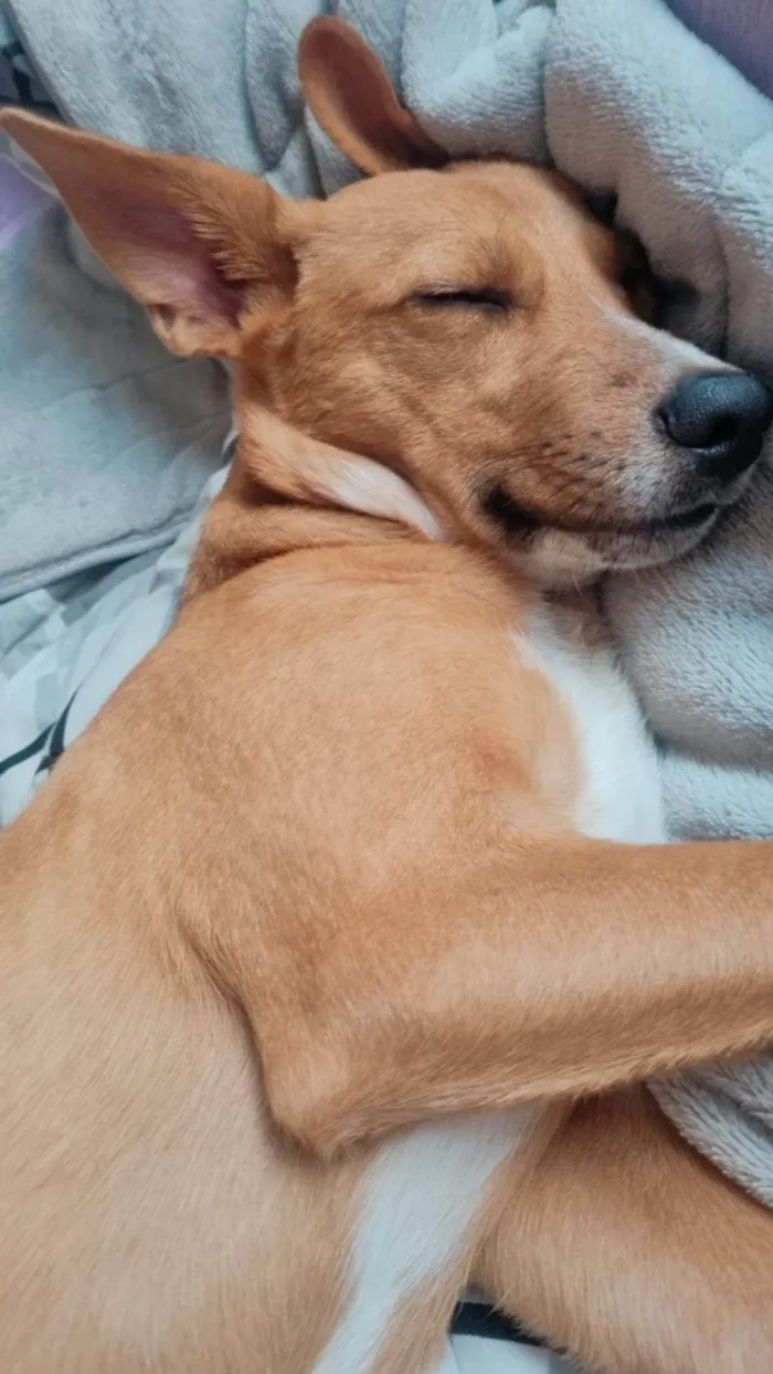 Cachorro ra a SRD-ViraLata idade 1 ano nome Thor