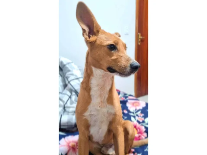 Cachorro ra a SRD-ViraLata idade 1 ano nome Thor