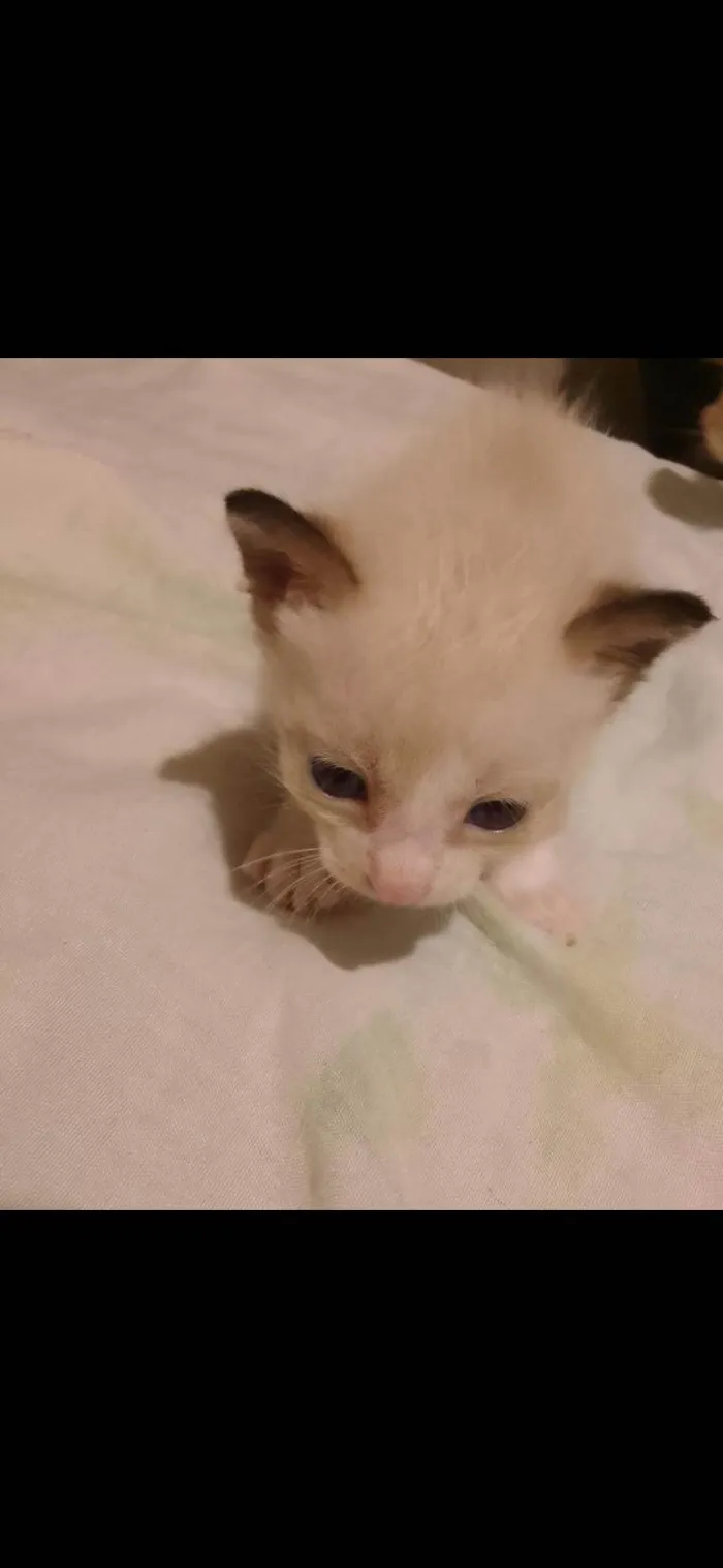 Gato ra a Siamês  idade Abaixo de 2 meses nome Gatinho sem nome