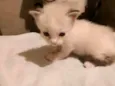 Gatinha sem nome
