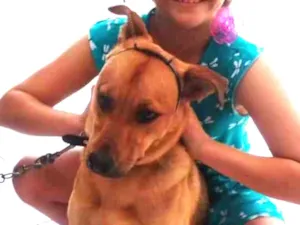 Cachorro raça SRD-ViraLata idade 7 a 11 meses nome THOR