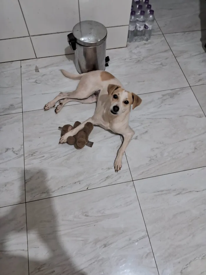 Cachorro ra a SRD-ViraLata idade 1 ano nome Cachorra