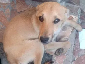 Cachorro raça Nao endentifico  idade 2 a 6 meses nome Sem nome