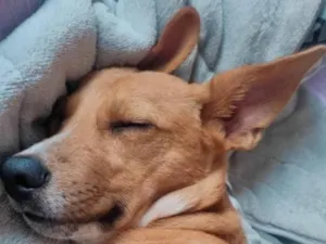 Cachorro raça SRD-ViraLata idade 1 ano nome Thor