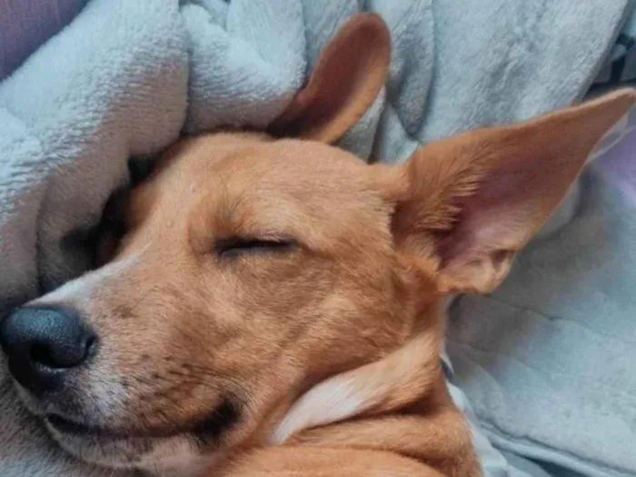 Cachorro ra a SRD-ViraLata idade 1 ano nome Thor