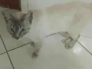 Gato raça SRD-ViraLata idade 7 a 11 meses nome Marri