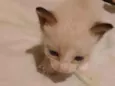 Gatinho sem nome