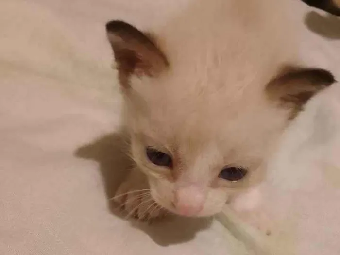 Gato ra a Siamês  idade Abaixo de 2 meses nome Gatinho sem nome