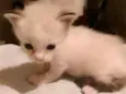 Gatinha sem nome