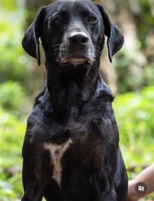Cachorro ra a SRD-negão idade 2 anos nome Didi Ego