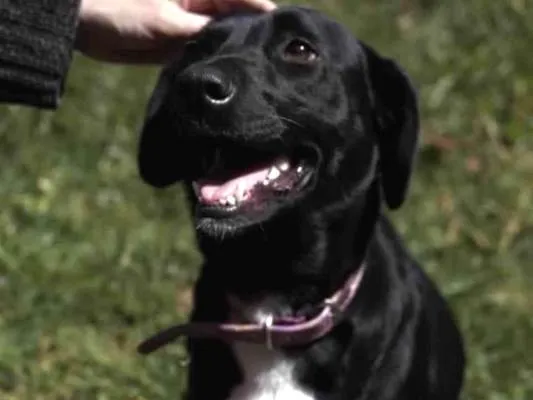Cachorro ra a SRD-negão idade 2 anos nome Didi Ego