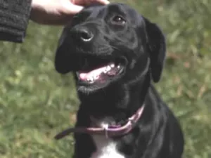 Cachorro raça SRD-negão idade 2 anos nome Didi Ego