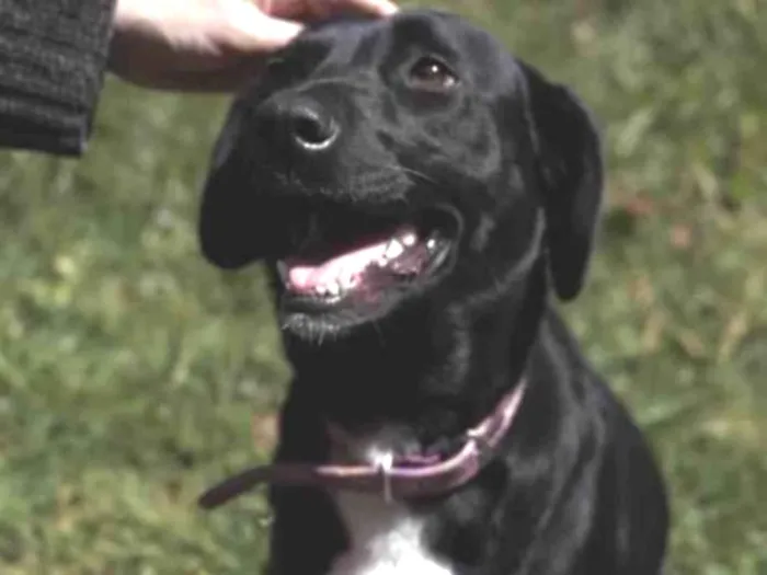 Cachorro ra a SRD-negão idade 2 anos nome Didi Ego