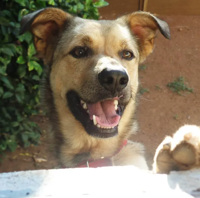 Cachorro ra a Vira lata  idade 6 ou mais anos nome Baster 