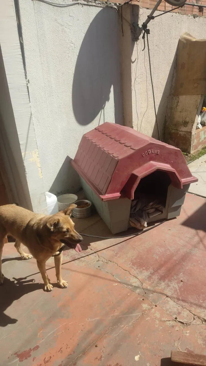 Cachorro ra a Vira lata  idade 6 ou mais anos nome Baster 